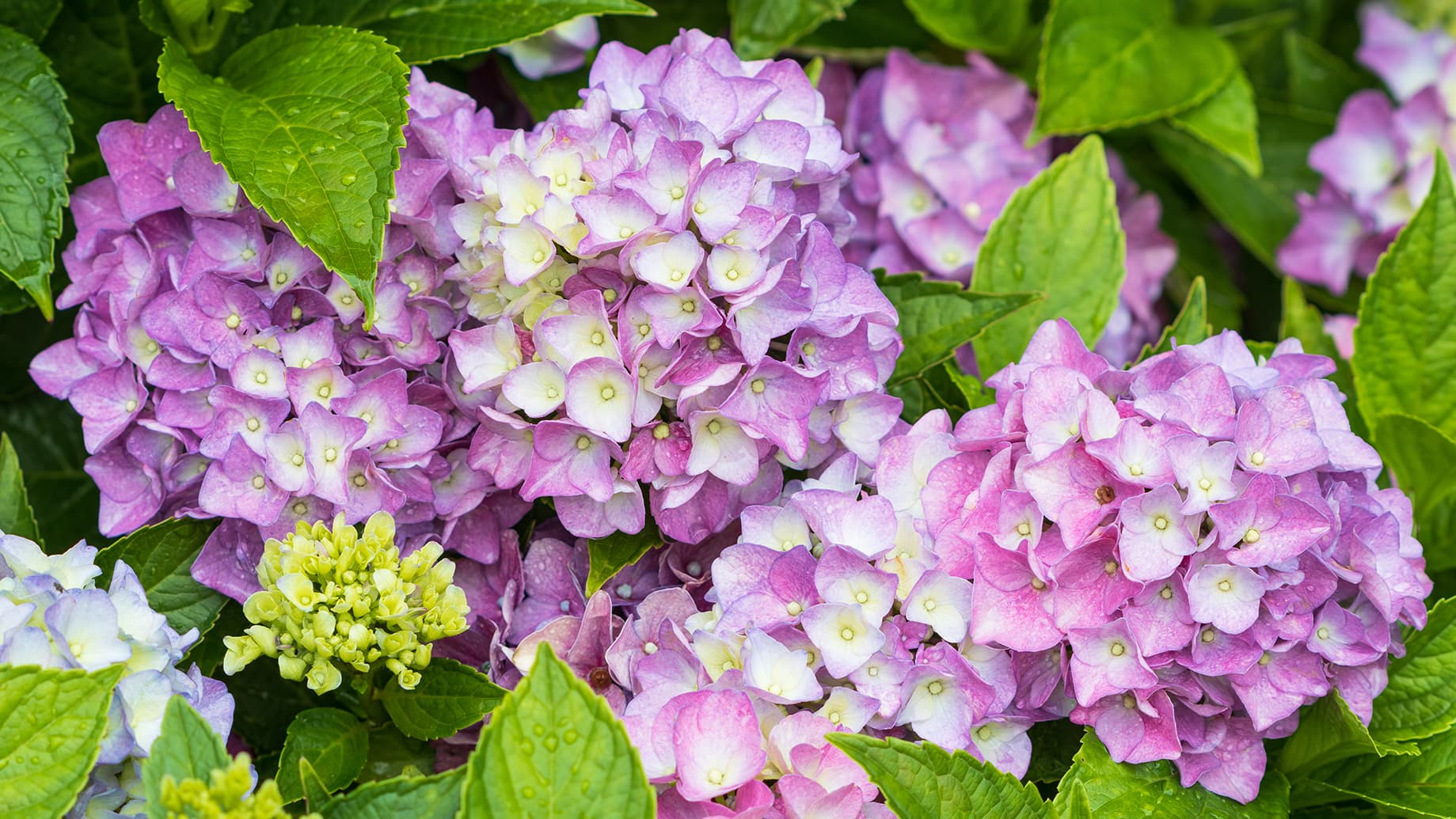 Jalohortensia 'Endless Summer' (Kuva: Adobe Stock)