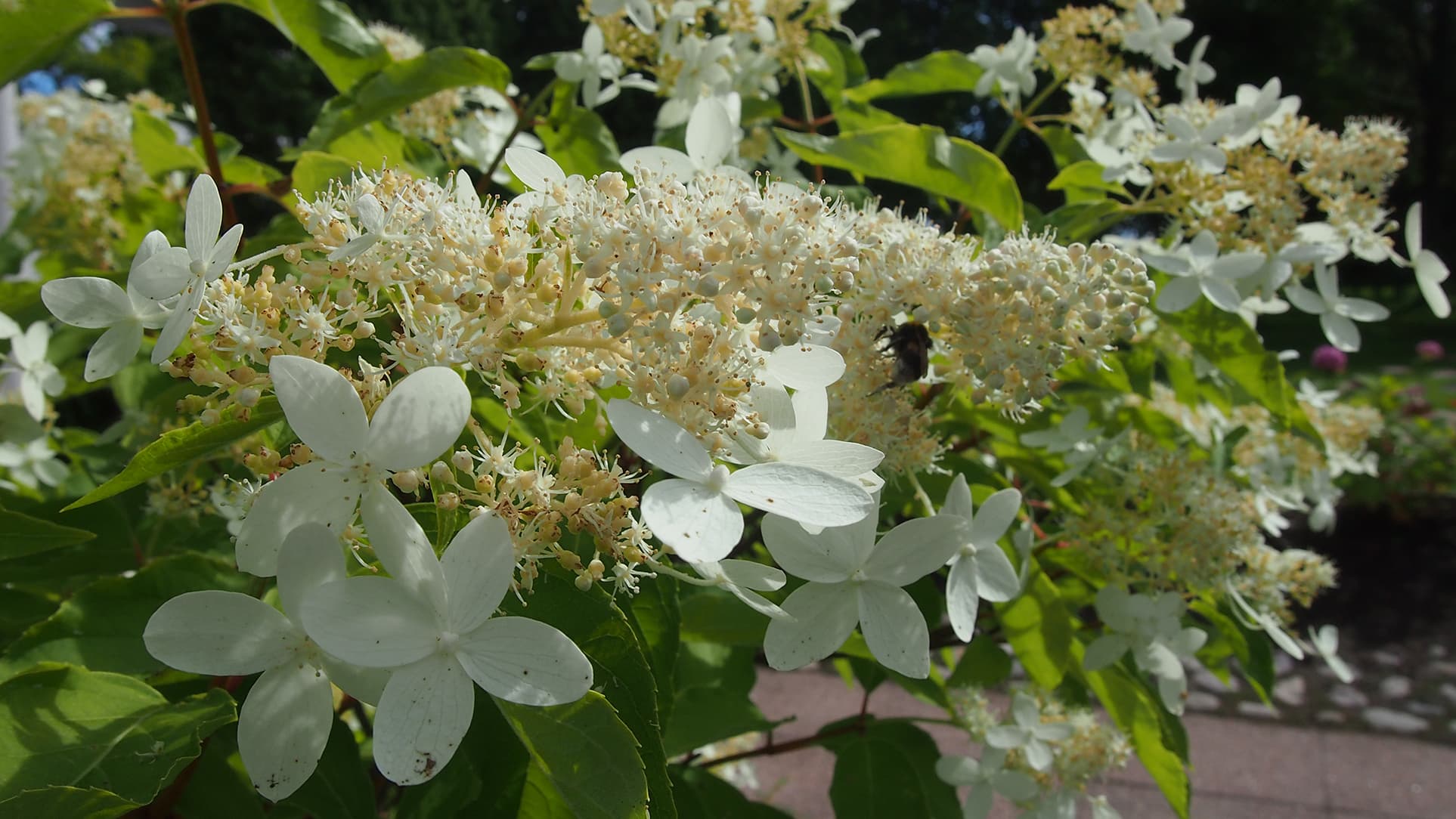<p data-block-key="azchw">Mustilanhortensia (Kuva: Puutarha.net)</p>