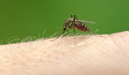 Yääh - hyttysiä! Miten hyttysistä pääsee eroon?