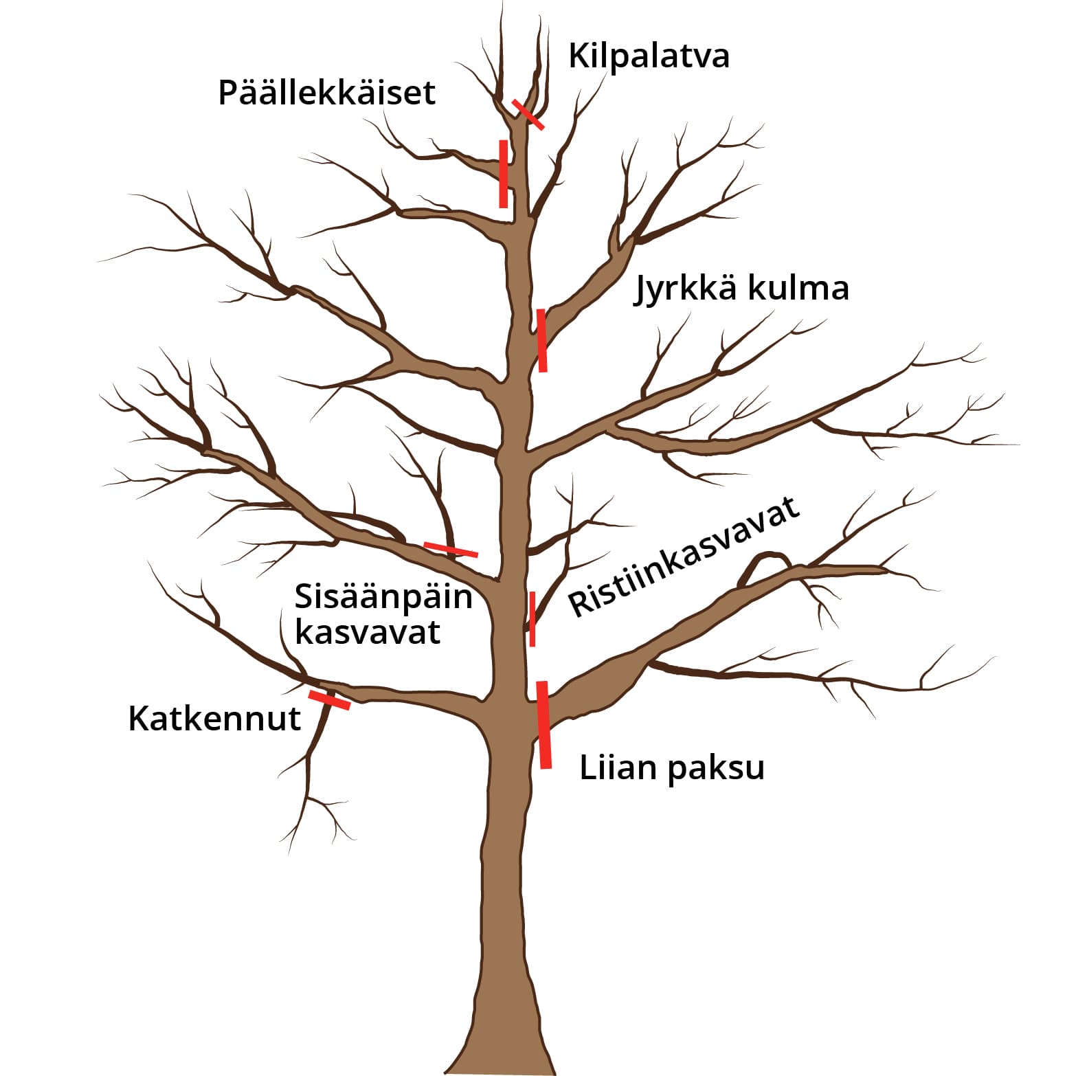 Nämä oksat poistetaan kevät- ja hoitoleikkauksissa. (Kuva: Puutarha.net)