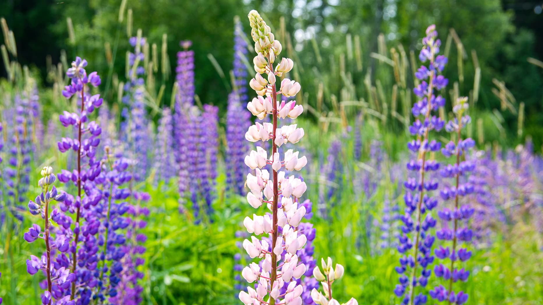<p data-block-key="drr7u">Lupiinit ovat kauniita, mutta Suomen luonnolle erittäin haitallisia. (Kuva: Adobe Stock)</p>