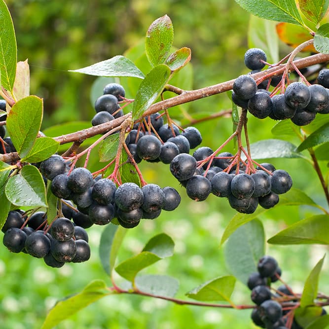 <p data-block-key="2vx6o">Aronia (Kuva: Adobe Stock)</p>