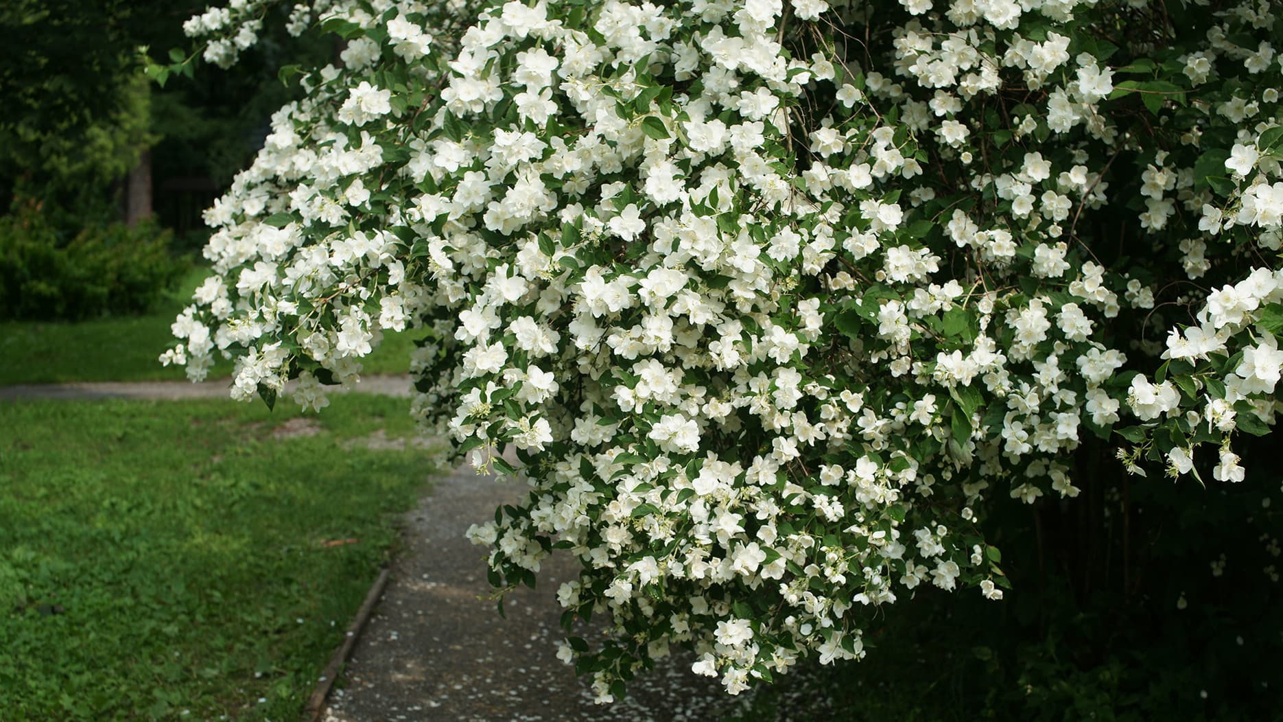 Jasmike (Philadelphus)