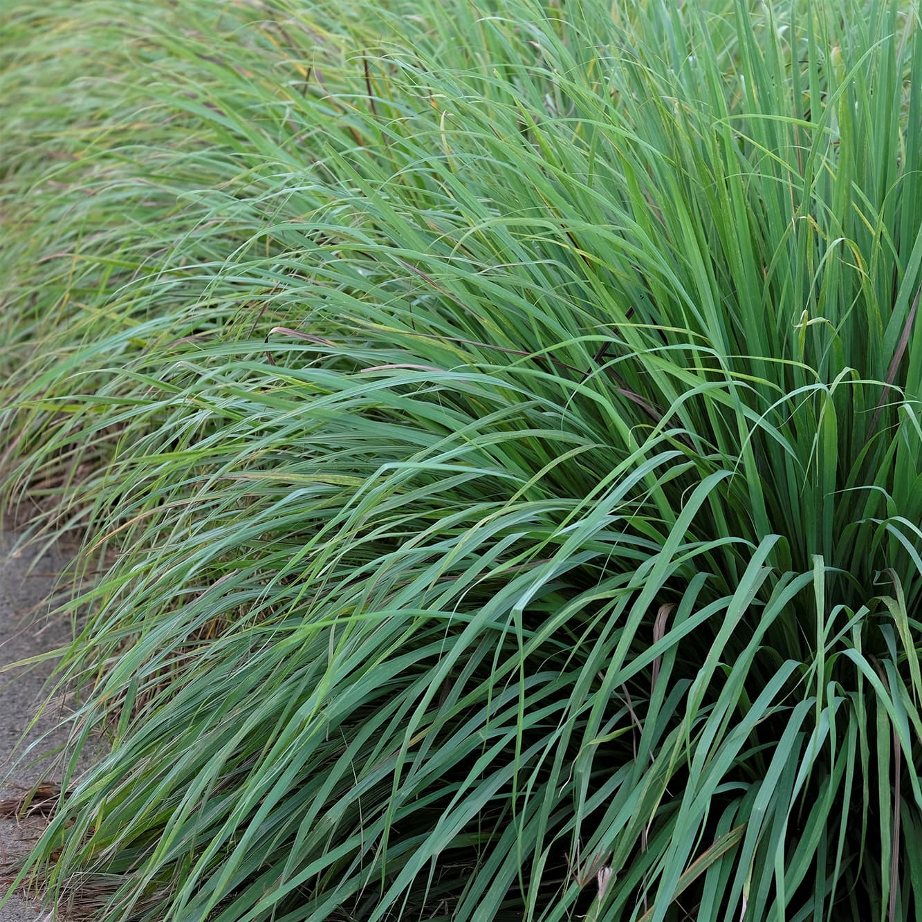 <p data-block-key="xcogo">Intiansitrusheinä (Cymbopogon citratus) (Kuva: Adobe Stock)</p>