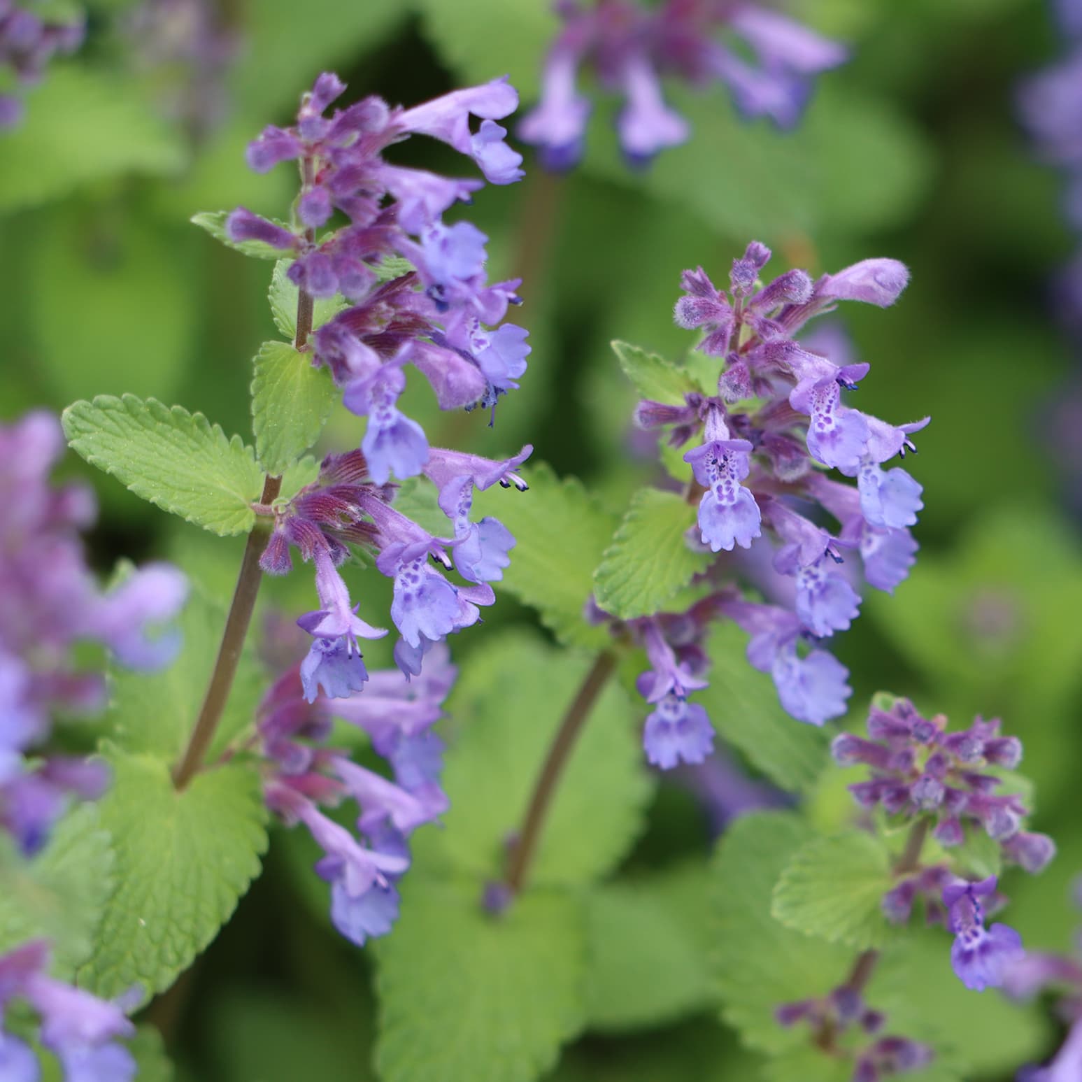 <p data-block-key="z9a1j">Mirrinminttu (Nepeta x faassenii) (Kuva: Adobe Stock)</p>