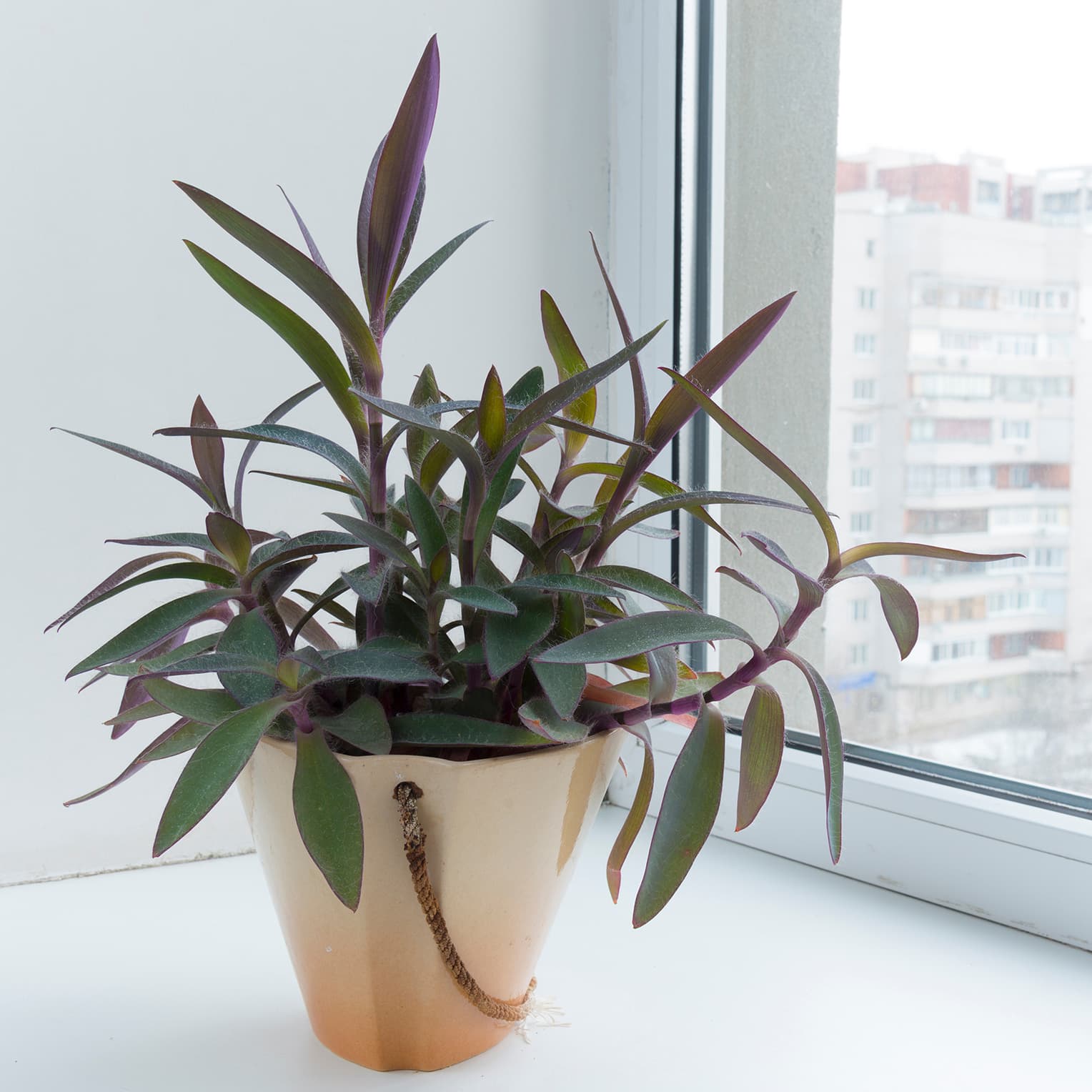 <p data-block-key="j6esy">Juorut ovat nopeakasvuisia ja helppohoitoisia. Purppurajuoru. (Kuva: Adobe Stock)</p>