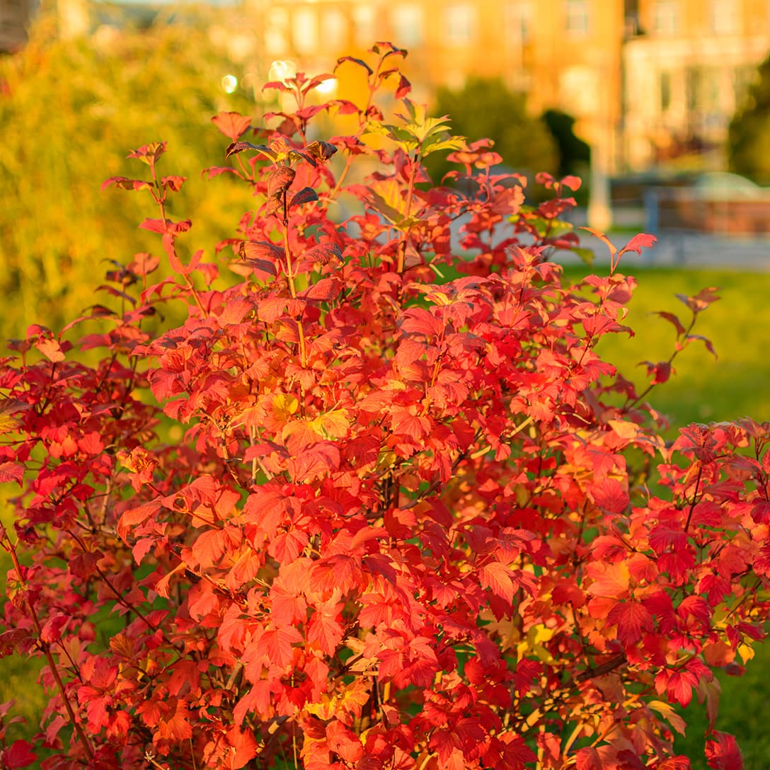 <p data-block-key="ihb0u">Lännenheisiangervo (Physocarpus opulifolius) (Kuva: Adobe Stock)</p>