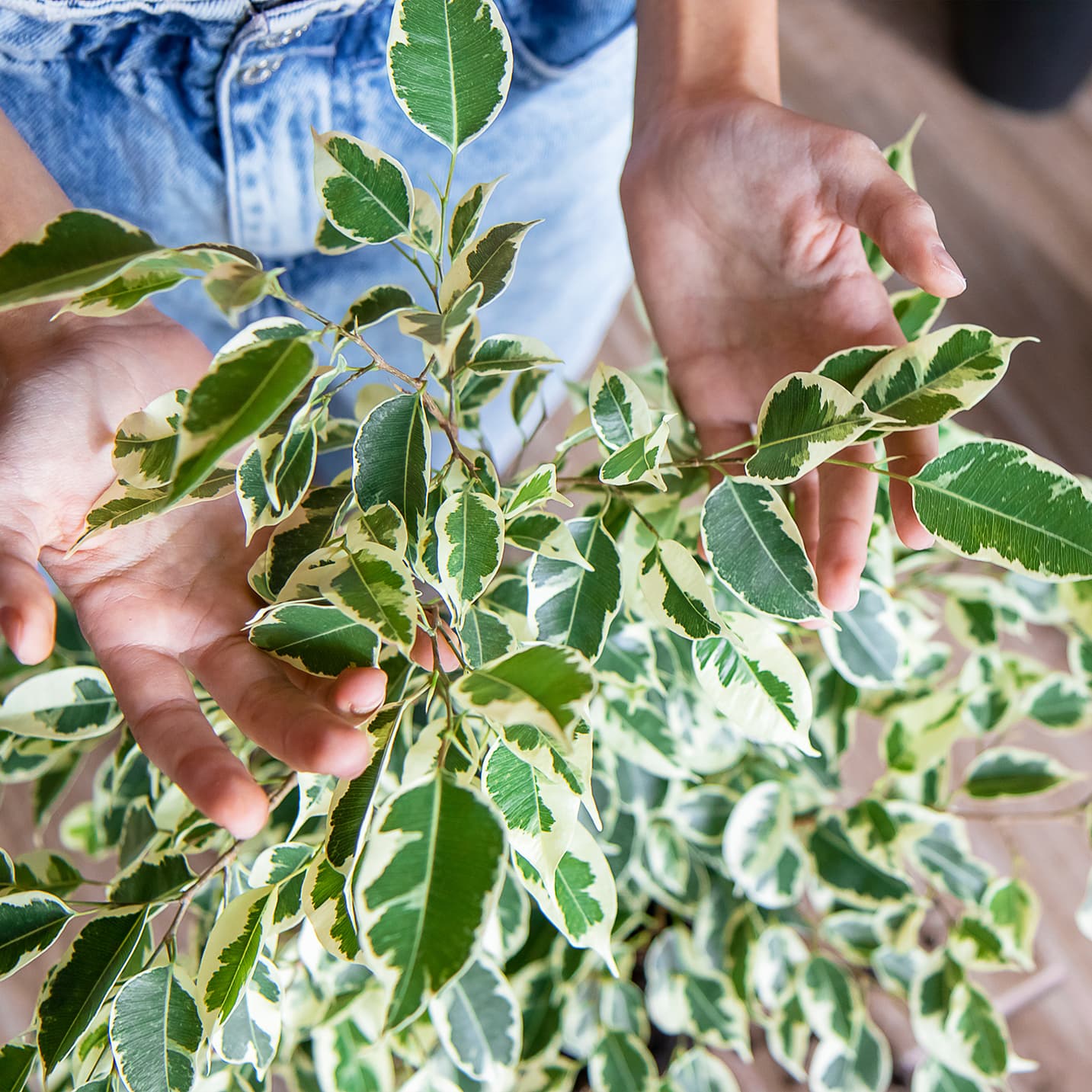 <p data-block-key="u5ydj">Limoviikunan kirjavalehtinen muoto (Ficus benjamina variegata) (Kuva: Adobe Stock)</p>