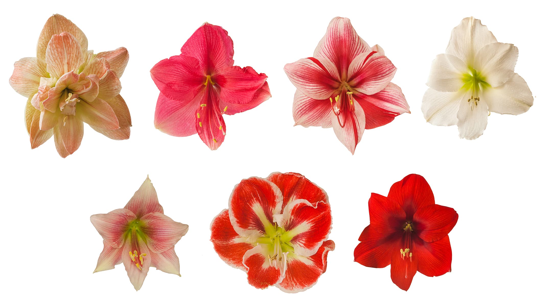 <p data-block-key="tw2zb">Monivärinen amaryllis tuo juhlaan näyttävyyttä ja iloa – valitse oma suosikkilajikkeesi joulun tunnelmaan. (Kuva: Adobe Stock)</p>