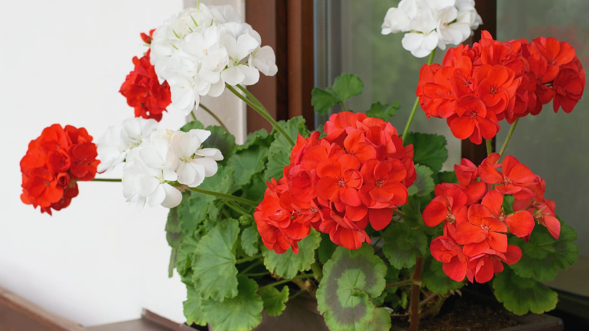 <p data-block-key="p8hmn">Kotipelargonin lehdissä on tumma vyöhyke. (Kuva: Adobe Stock)</p>