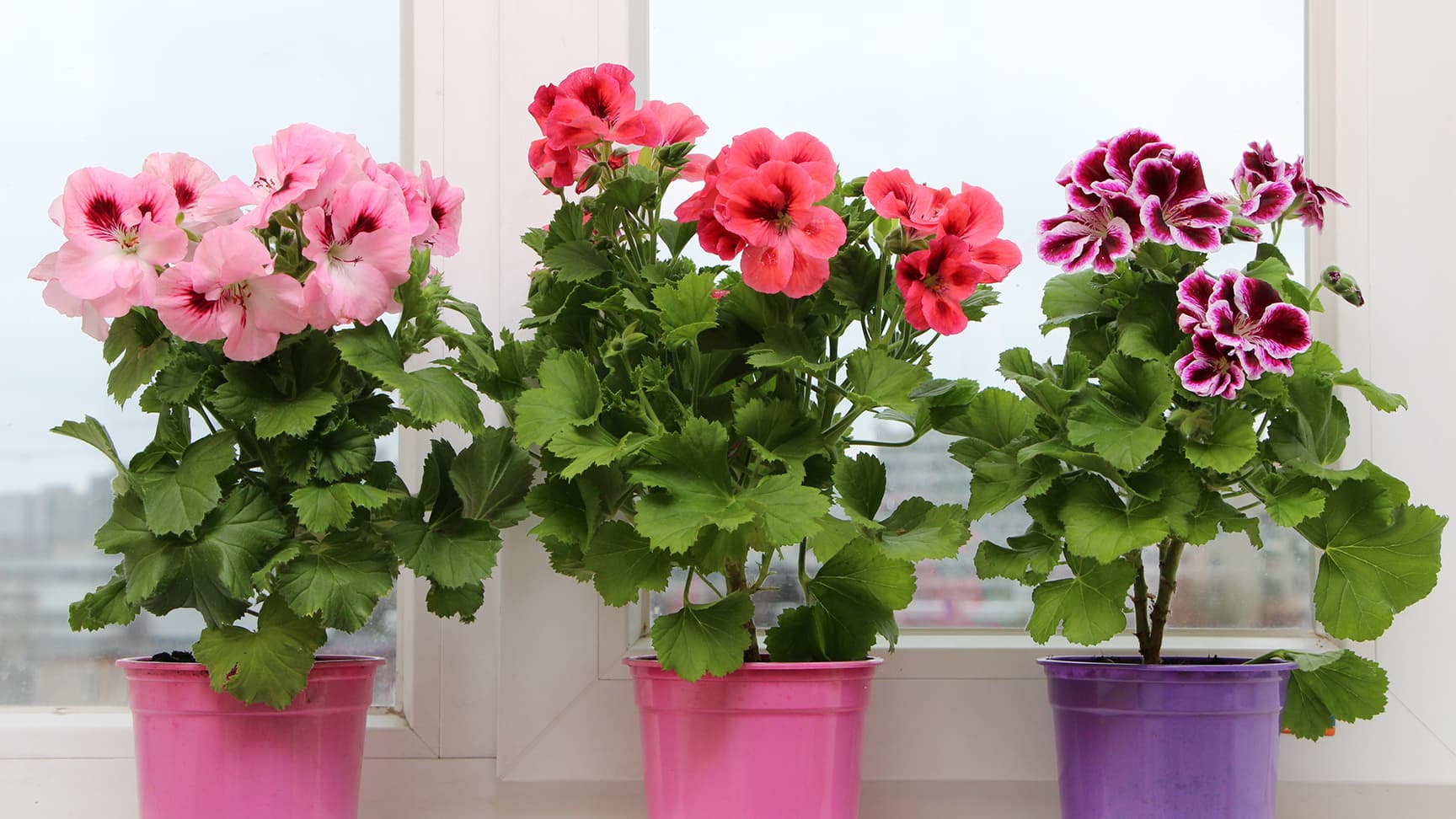 <p data-block-key="idt7b">Jalopelargonien kukat ovat pelargoneista suurimmat. (Kuva: Adobe Stock)</p>