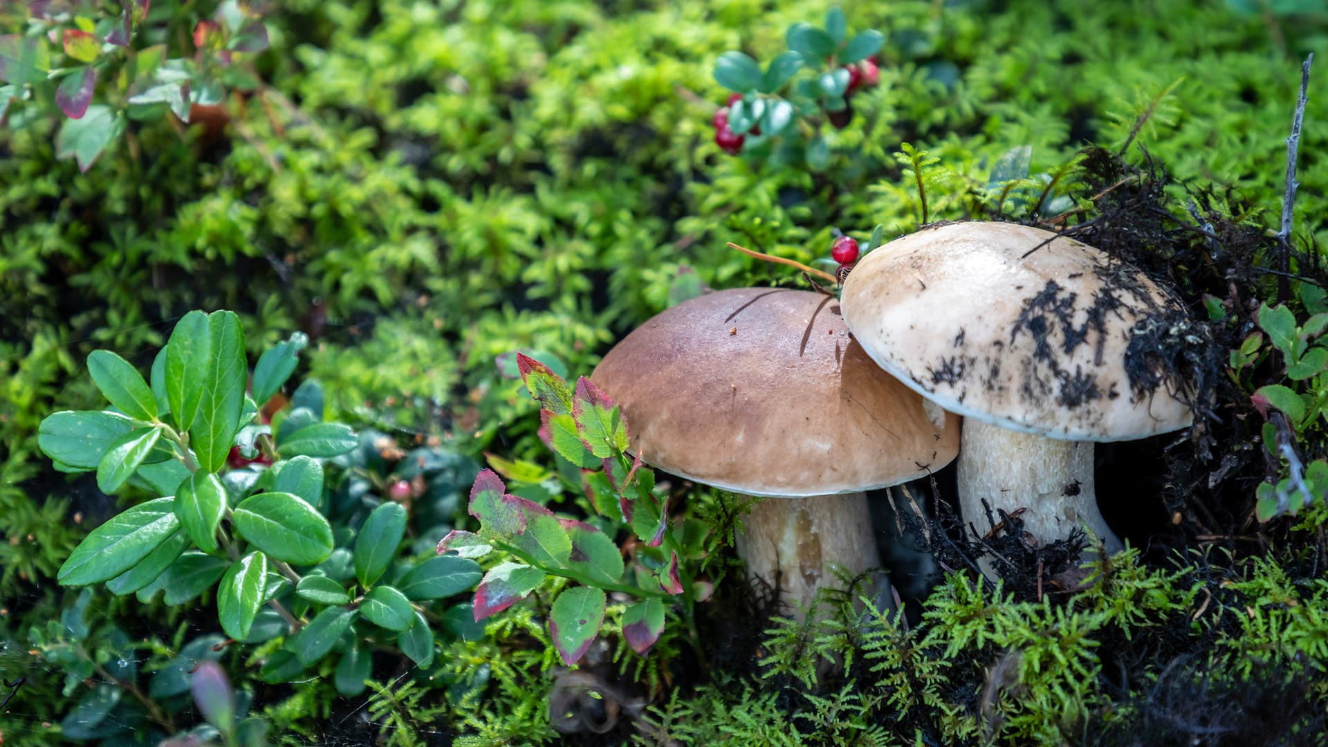 Herkullinen herkkutatti: Tunnistaminen, kasvupaikka ja käyttö