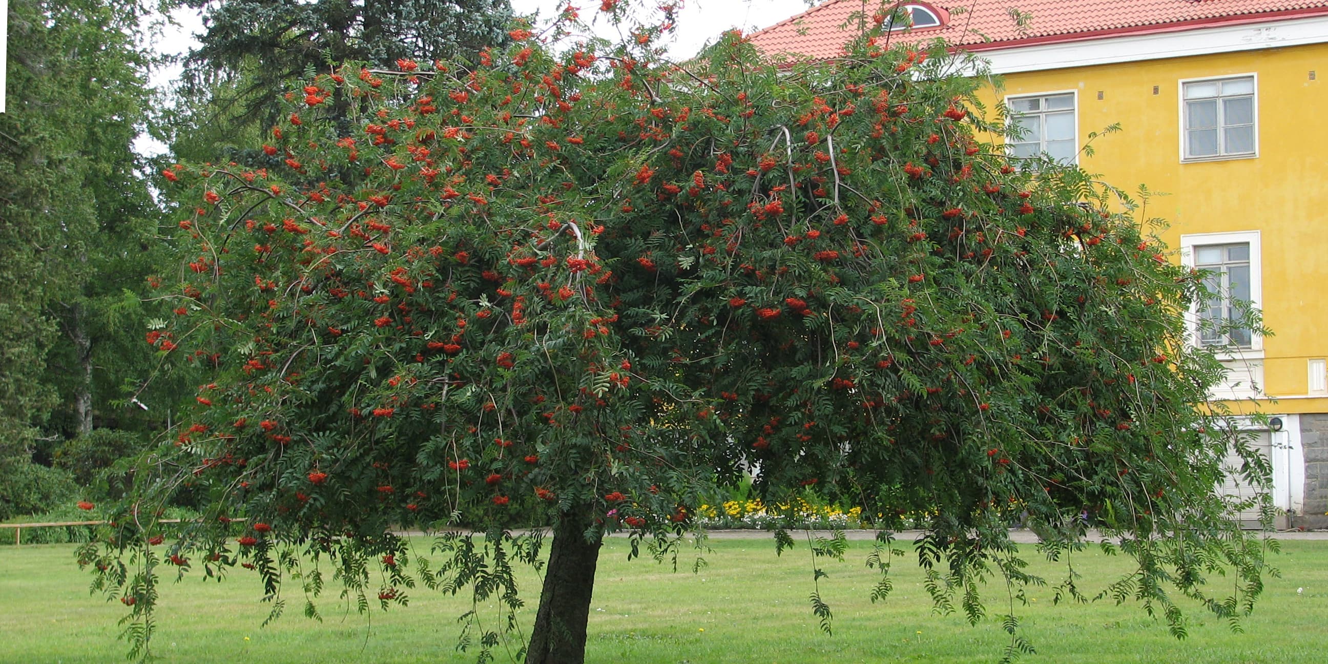Pikkupuiden parhaimpia