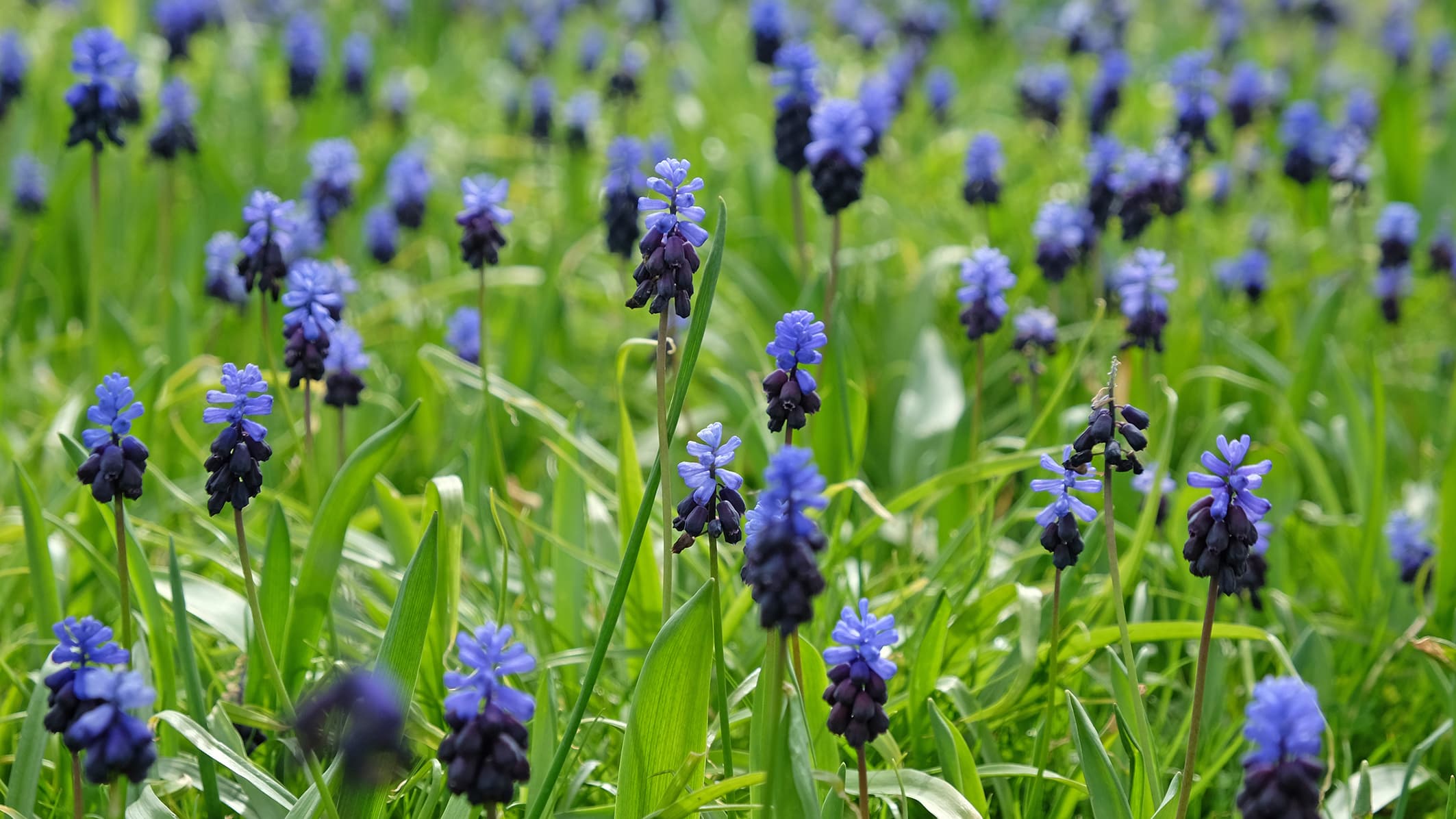 <p data-block-key="xrx3k">Isohelmililja (Muscari latifolium) (Kuva: Adobe Stock)</p>