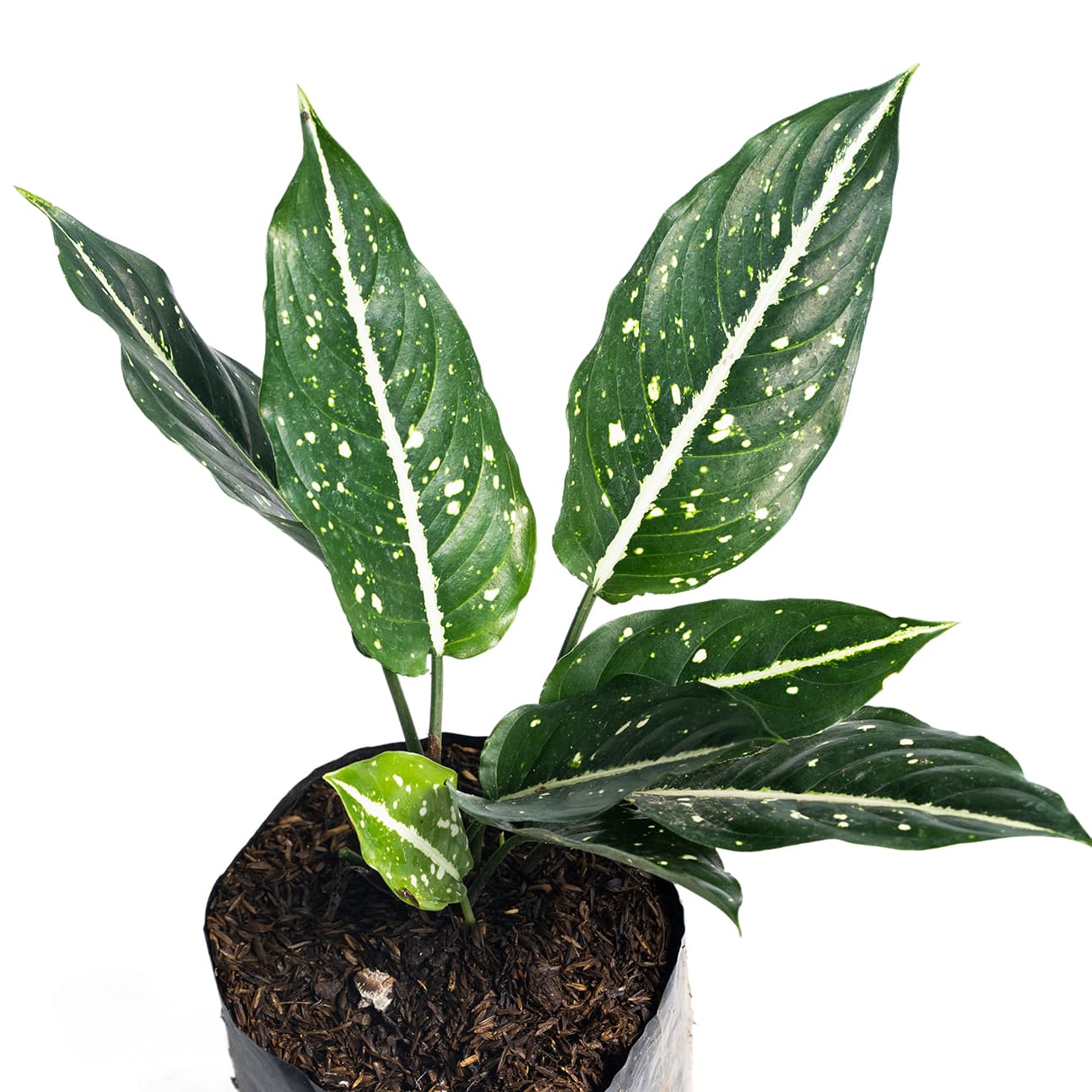 <p data-block-key="y40bo">Aglaonema costatum (Kuva: Adobe Stock)</p>