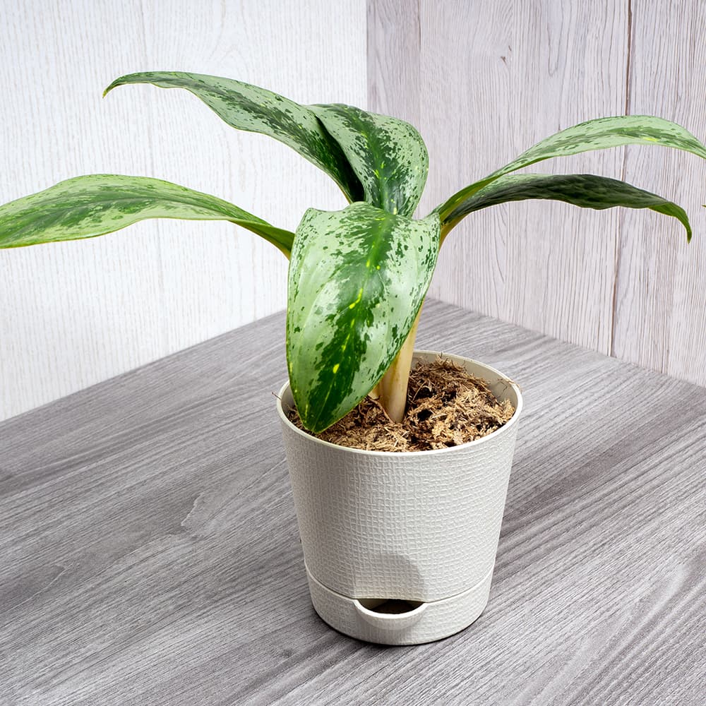 <p data-block-key="dmwl3">Aglaonema crispum (Kuva: Adobe Stock)</p>