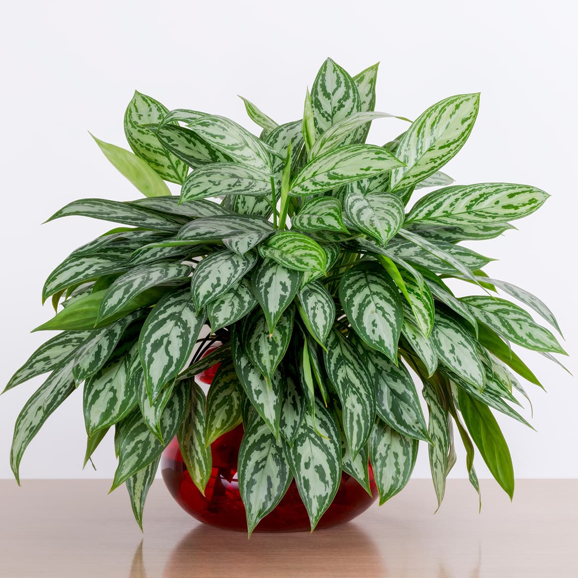 <p data-block-key="03v3m">Aglaonema &#x27;Maria&#x27; (Kuva: Adobe Stock)</p>