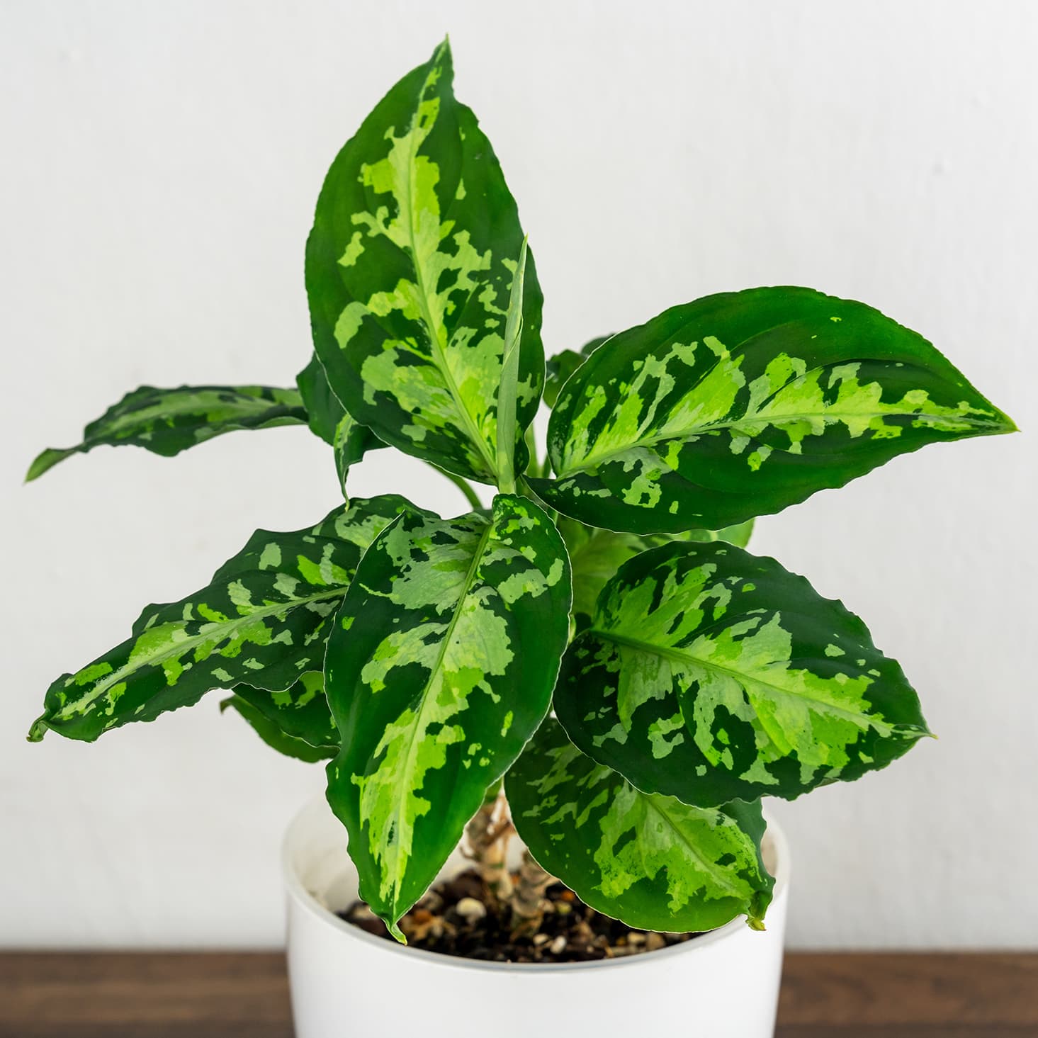 <p data-block-key="vk4lq">Aglaonema pictum &#x27;Tricolor&#x27; (Kuva: Adobe Stock)</p>