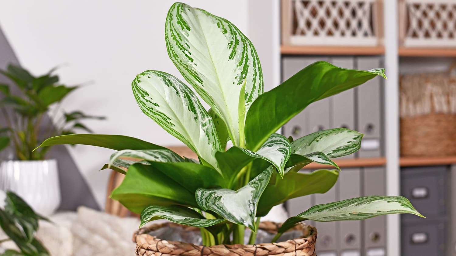 <p data-block-key="6uzte">Aglaonema &#x27;Silver Bay&#x27; (Kuva: Adobe Stock)</p>