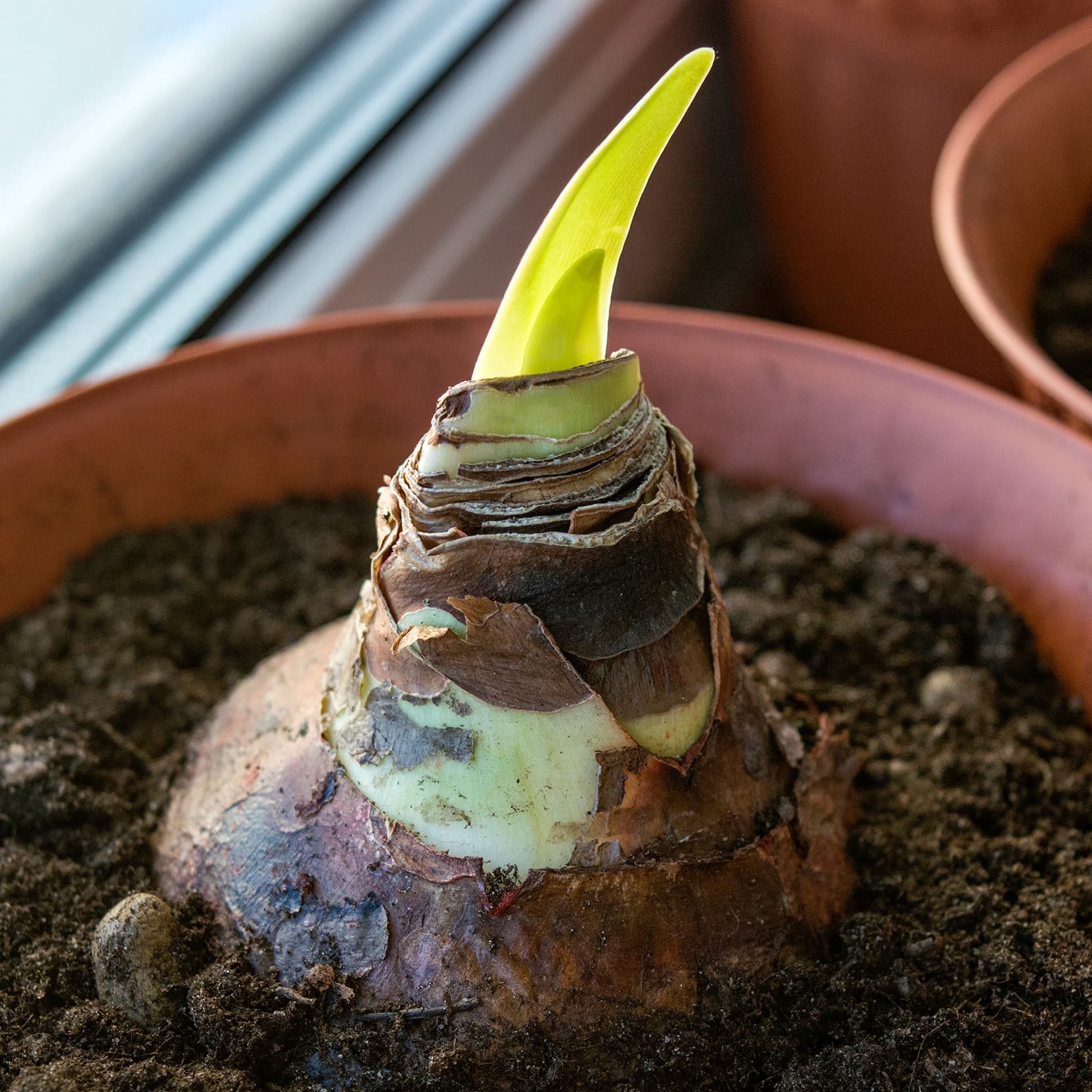 <p data-block-key="2njrn">Oikealla hoidolla amaryllis kukkii vuodesta toiseen – kokeile kasvattaa se itse sipulista saakka. (Kuva: Adobe Stock)</p>