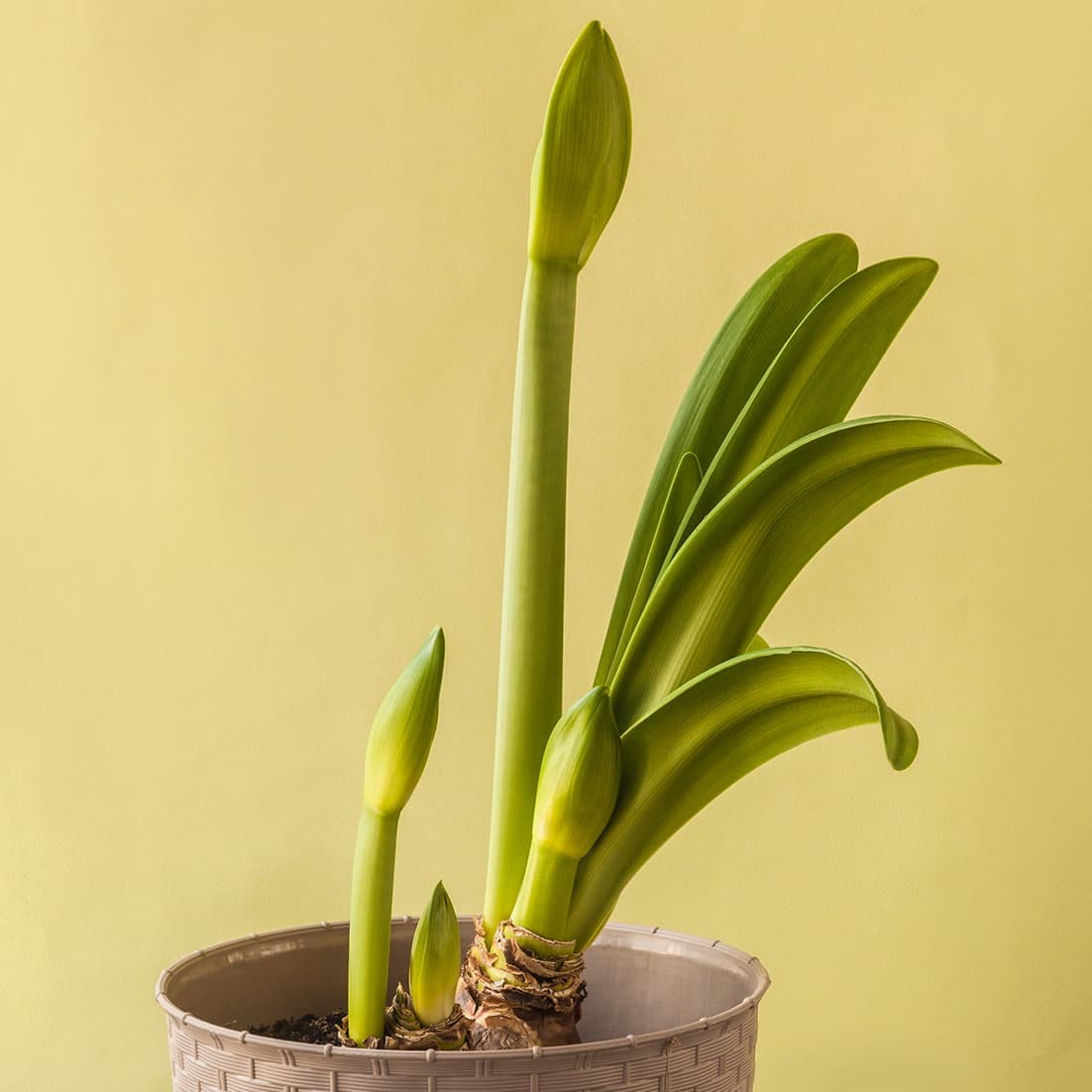 <p data-block-key="pv8v0">Amaryllis viihtyy viileässä ja vähässä kastelussa – helppohoitoinen valinta joulun ajaksi. (Kuva: Adobe Stock)</p>