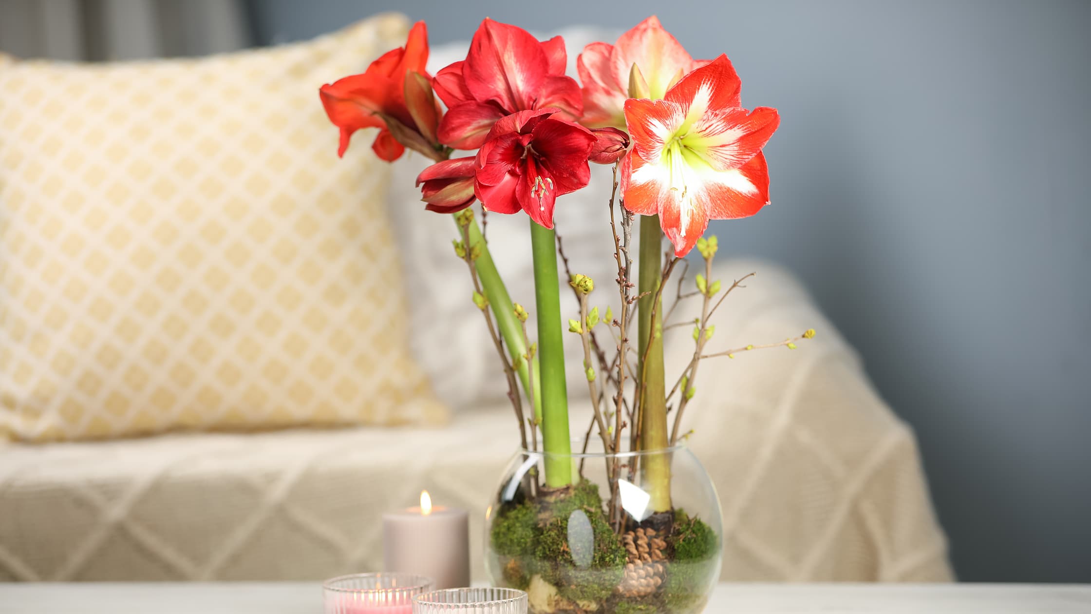 <p data-block-key="xb2cf">Joulun klassikkoamaryllis hurmaa sekä perinteisen punaisena että vaaleanpunaisena, valkoisena tai kirjavana. (Kuva: Adobe Stock)</p>