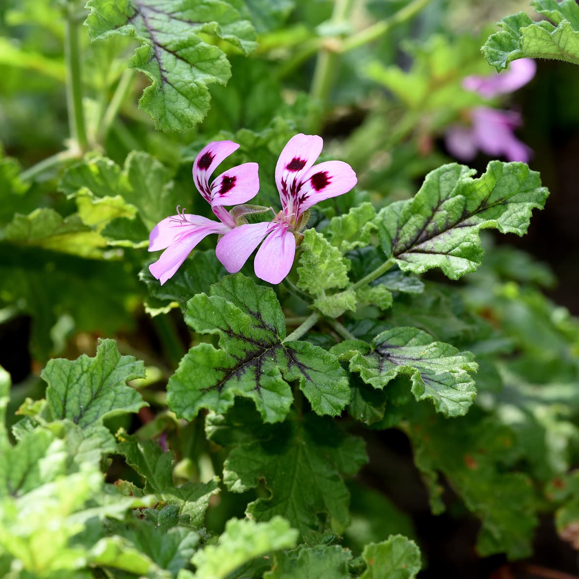 <p data-block-key="g0d8r">Pelargonium quercifolium (Kuva: Adobe Stock)</p>