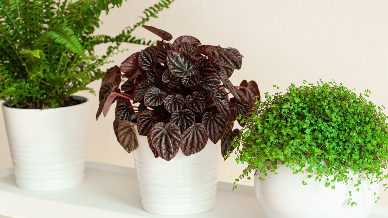 Muorinkukat (Peperomia) – pienten huonekasvien suuria persoonallisuuksia