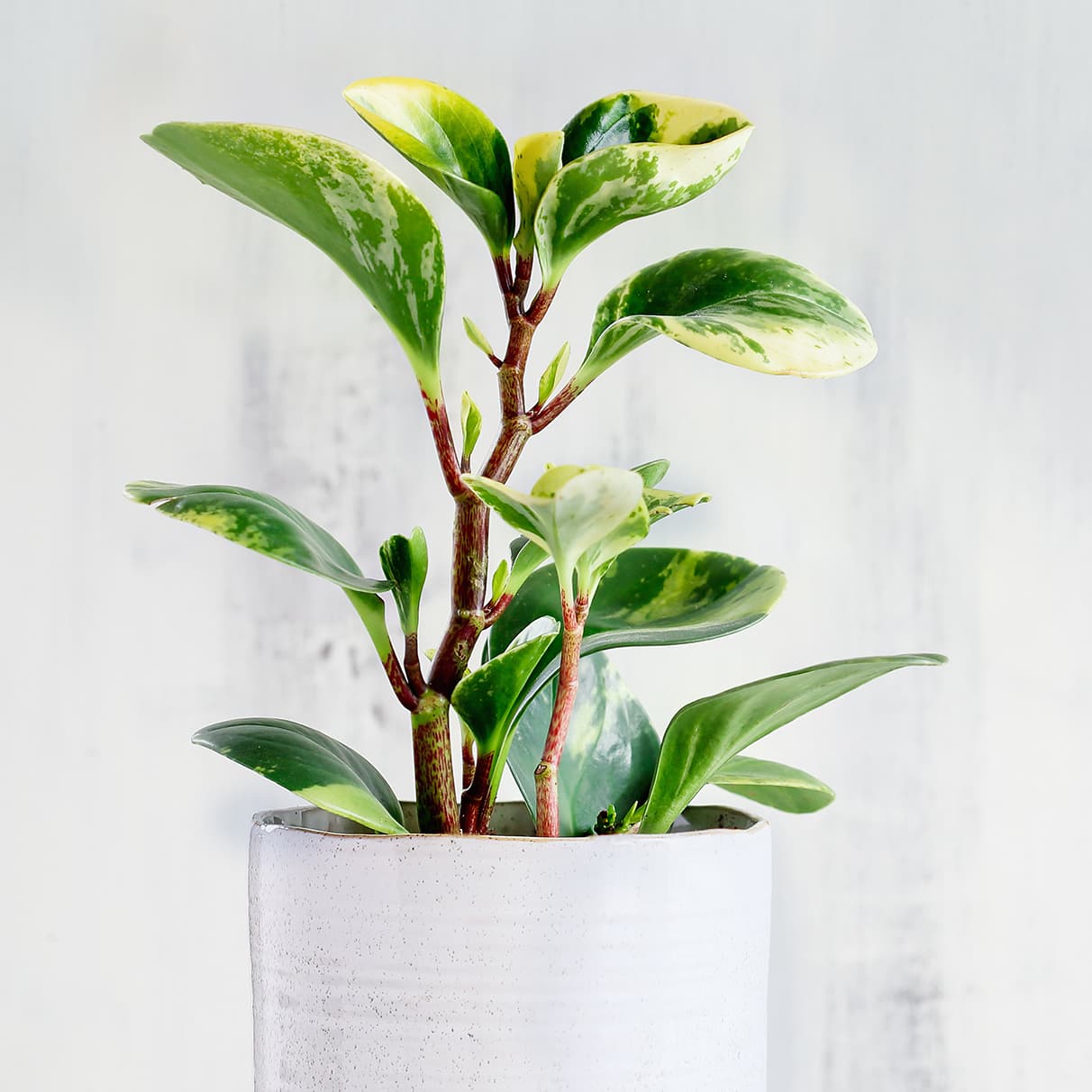 <p data-block-key="npjfr">Amerikanmuori (<i>Peperomia obtusifolia</i>) (Kuva: Adobe Stock)</p>