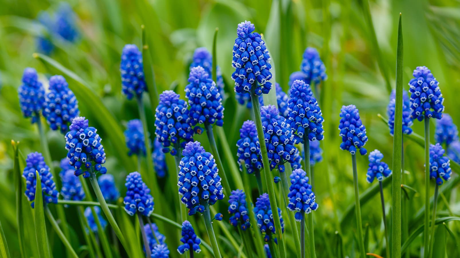 <p data-block-key="ymmkp">Tummahelmililja (Muscari armeniacum) (Kuva: Adobe Stock)</p>