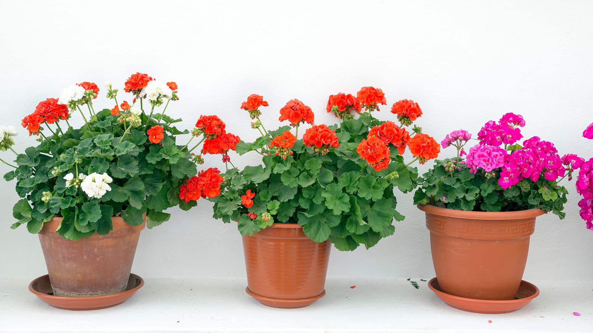 <p data-block-key="zknt7">Pelargoni on mainio tuliainen ja lahja. (Kuva: Adobe Stock)</p>