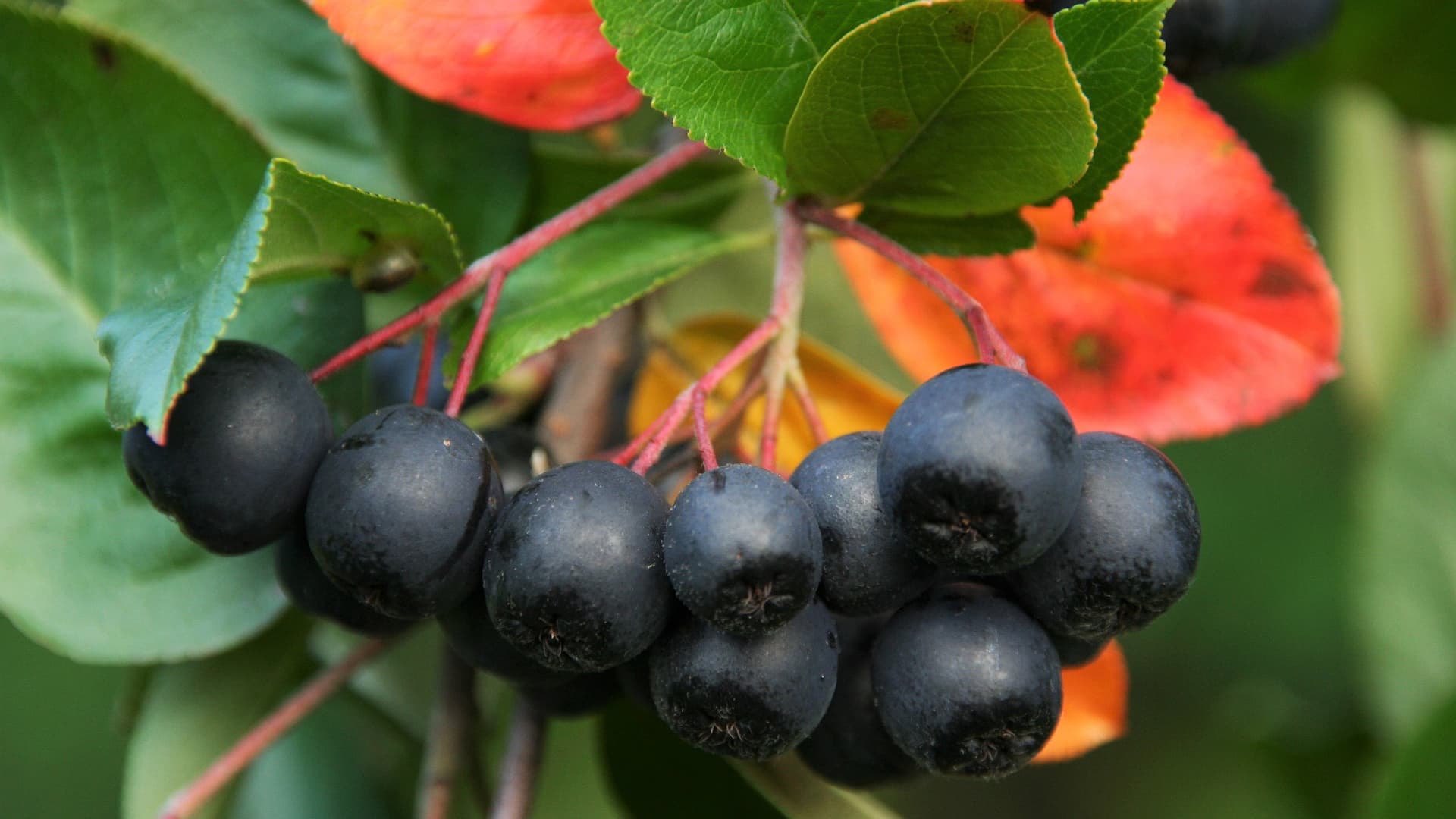 Aronia on kaunis koristepensas ja monikäyttöinen marjakasvi