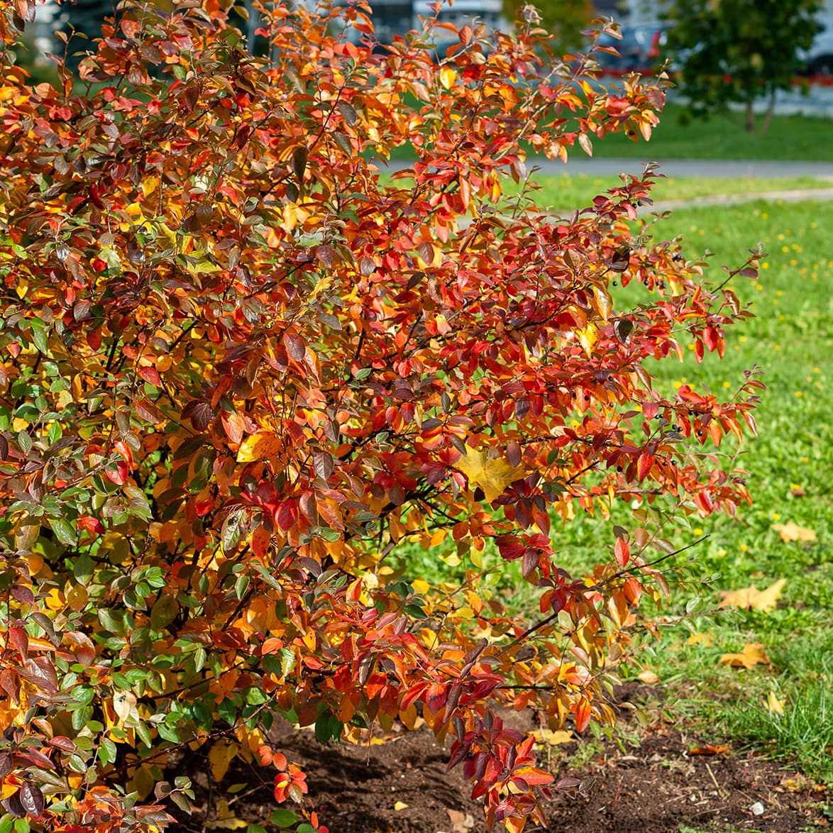 <p data-block-key="o5pet">Aronia saa lehdistöönsä syksyllä kauniin värin. (Kuva: Adobe Stock)</p>