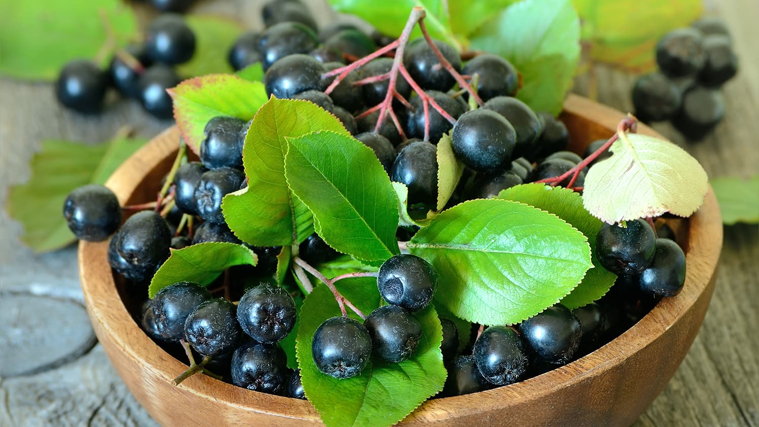 Aiheuttaako aronia ripulia? Asiantuntija vastaa