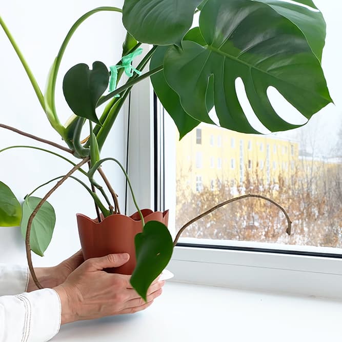 <p data-block-key="anmjy">Riittävä valo on huonekasvien hyvinvoinnin perusta – etenkin kirjavalehtiset lajikkeet tarvitsevat runsaasti valoa. (Kuva: Adobe Stock)</p>