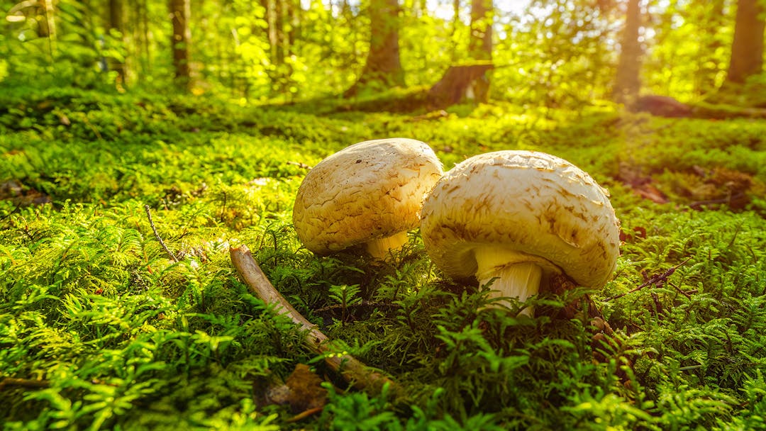 Kaksi valkoista herkkusientä aurinkoisessa metsässä