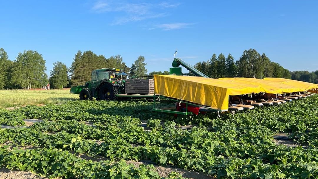 Avomaankurkkua Salossa