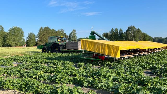 Avomaankurkkua Salossa