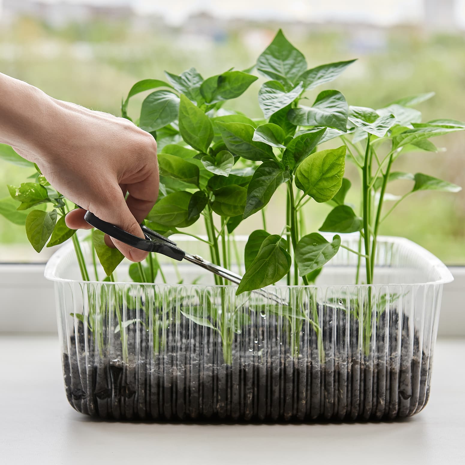 <p data-block-key="p5f2l">Kun kasvit ovat kasvattaneet oikeita lehtiä, ne tulisi ne siirtää isompiin astioihin. (Kuva: Adobe Stock)</p>