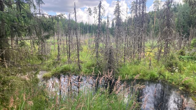 Evon Keltaojaan laskevaan puroon muodostunut majavatulvikko.