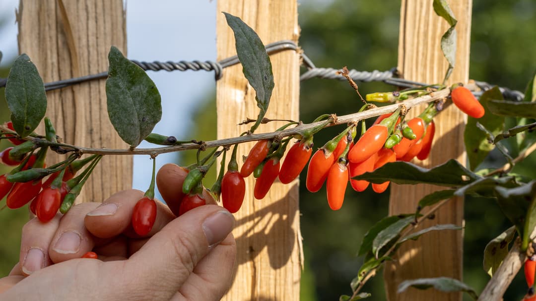 Goji-marjan poiminta