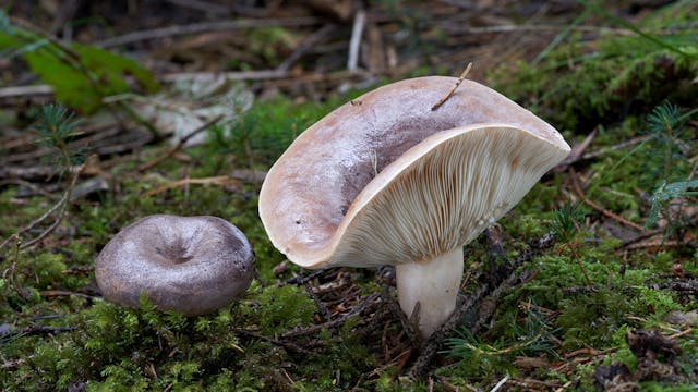 Kaksi sientä sammalmättäällä