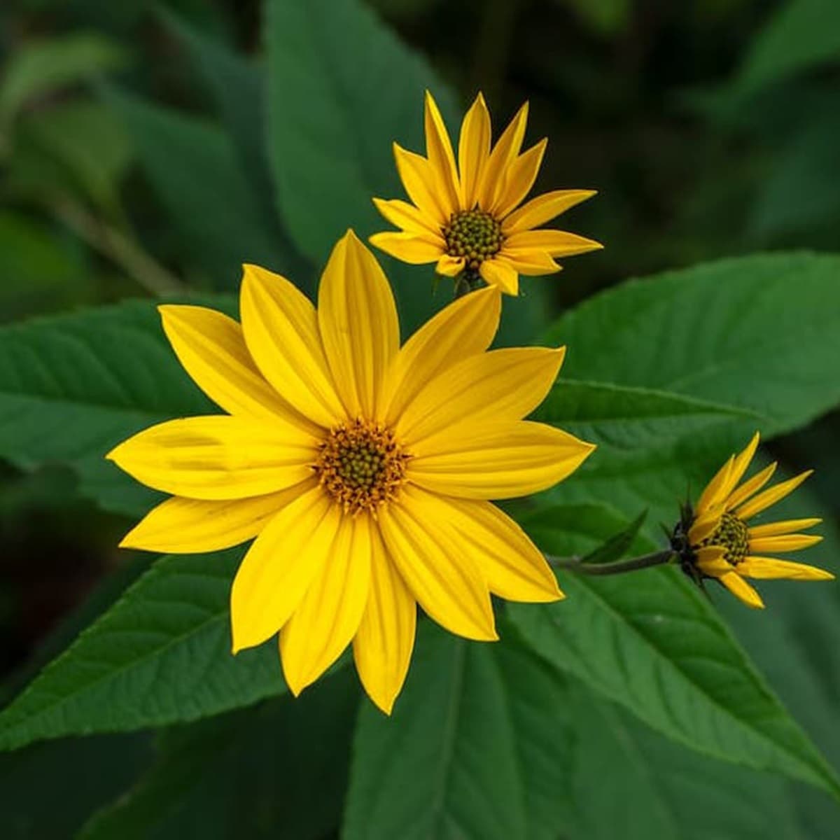 <p data-block-key="jxmam">Maa-artisokka, Helianthus tuberosus (kuva: iStock)</p>