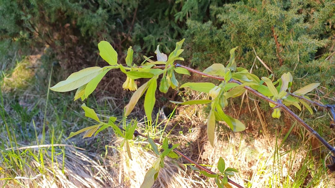 Hunajamarja kukkii