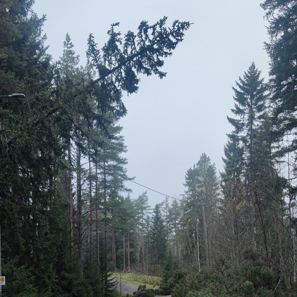 <p data-block-key="qfiz6">Myös terveeltä näyttävä puu voi kaatua rajuilmalla, jos juuristo tai kasvupaikka on heikko. (Kuva: Sari Nieminen)</p>