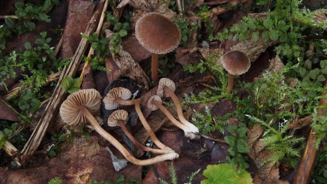 Inocybe minata Jukka Vauras