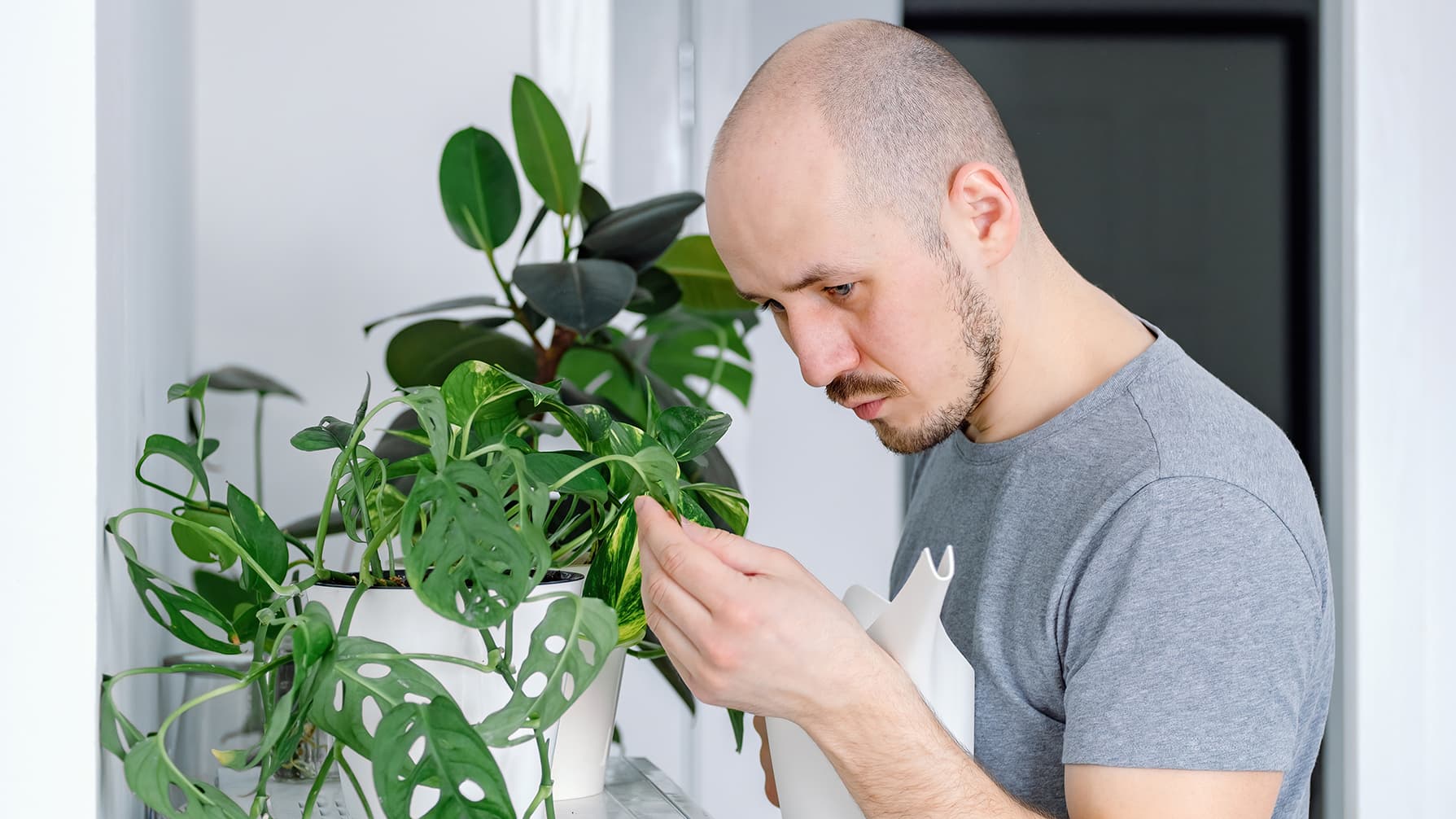 Mitä pitäisi tehdä, kun huonekasvissa on jokin tauti?