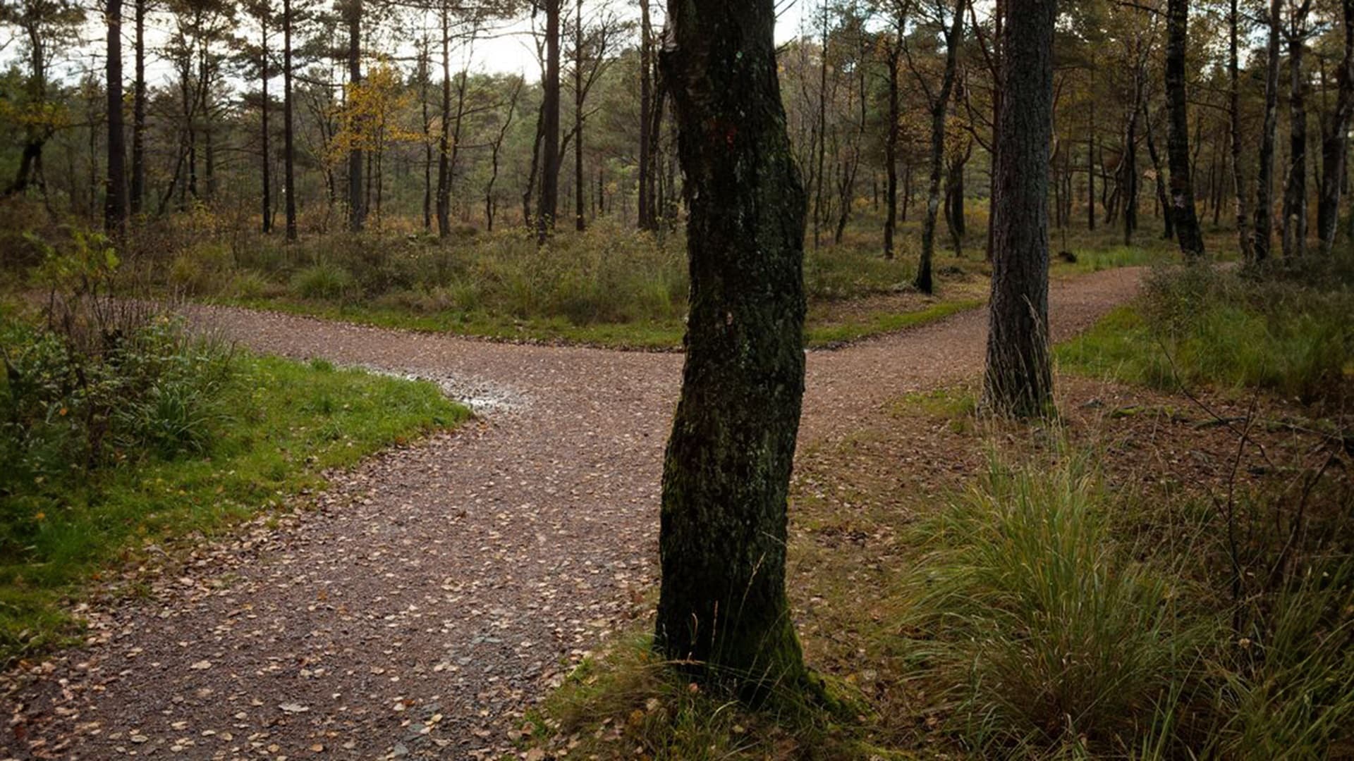 Puiden haihduttamilla aineilla on merkittävä rooli ilmakehän koostumuksessa