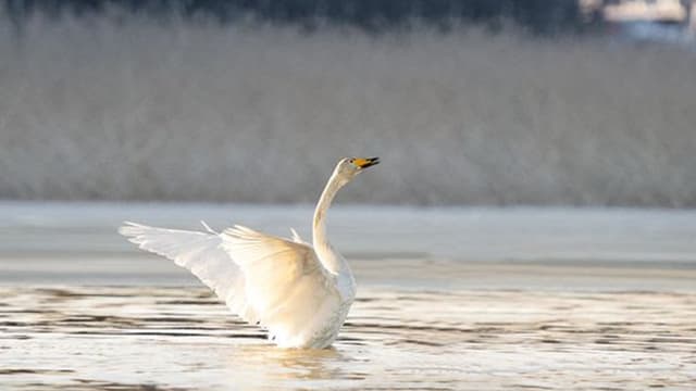 Kosteikkojen suojelu voi auttaa vesilintuja sopeutumaan ilmaston lämpenemiseen