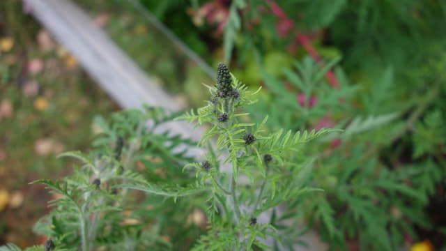 Tuoksukki on voimakkaasti allergisoiva